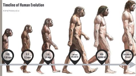 Stages Of Human Evolution Names : Human Evolution Showing Six Different Stages | PowerPoint ...