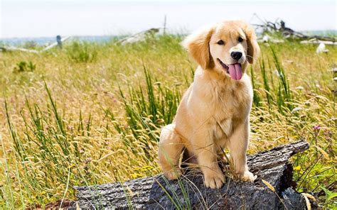 Golden Retriever Wallpaper (77+ images)