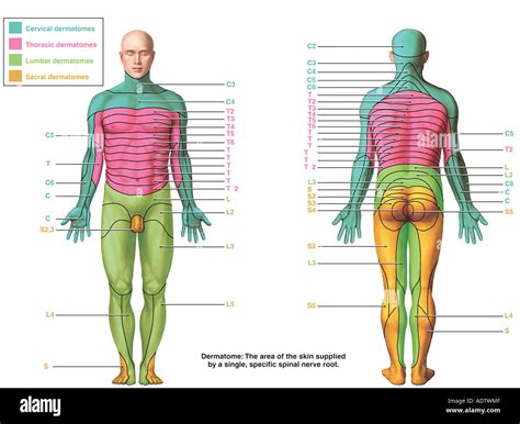 Dermatomes hi-res stock photography and images - Alamy