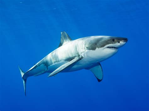 The Great White Shark Genome Is Here—Superpowers and All | WIRED