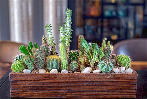 Growing & Caring - Indoor Succulents | Kellogg Garden Organics™