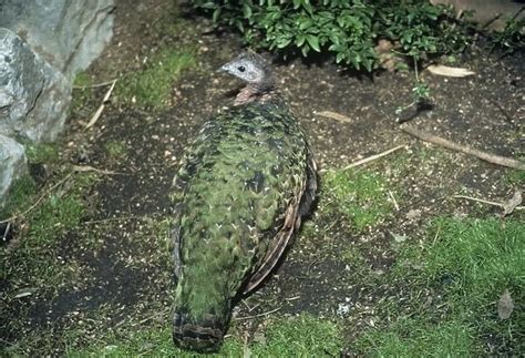 Congo Peafowl female Zaire, Africa available as Framed Prints, Photos, Wall Art and Photo Gifts