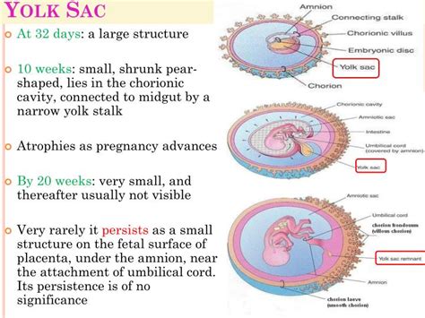 PPT - Fetal Membranes PowerPoint Presentation - ID:2090331