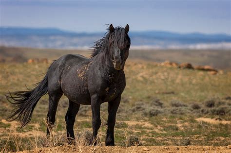 Wild Horse Black Stallion In Wyoming Fine Art Photo Print | Photos by Joseph C. Filer