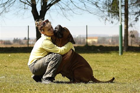 The Key Tips You Need For Training Your Large Dog | PawTracks