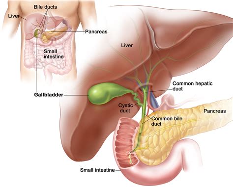 Gallbladder Pain & Problems - Causes, Symptoms, Diganosis, Treatment