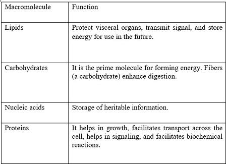 What are the functions of the different types of macromolecules? | Homework.Study.com