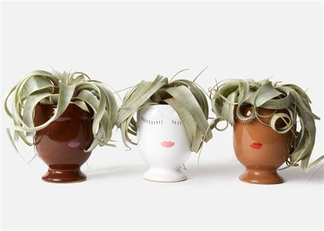 18 Indoor Plant Gifts to Brighten Your Day - Birds and Blooms