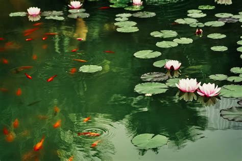 How To Plant Water Lilies In A Koi Pond