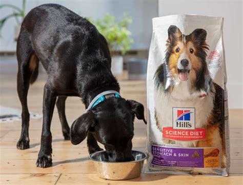 Sensitive Stomach Dog Food - The Best Options for Your Pup - Petsmartgo