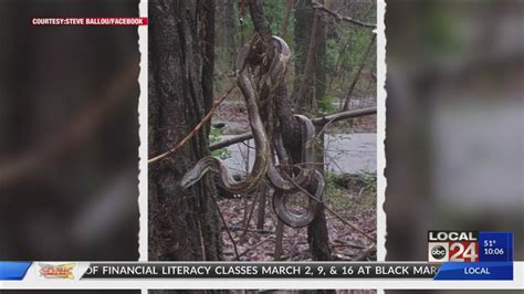 Caught On Camera: Large Snake Dangling From Overton Park Tree | localmemphis.com