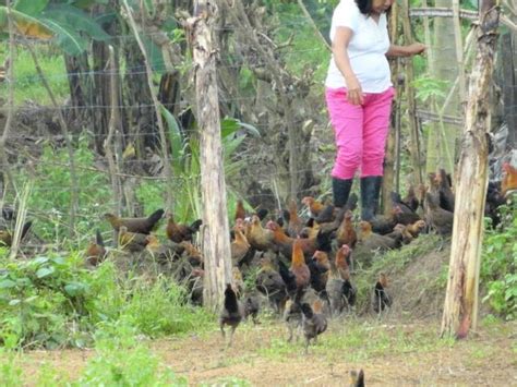 Philippine Native Chicken Farming