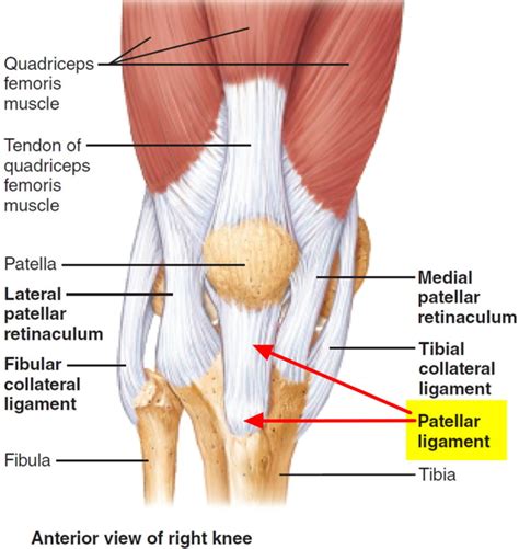 Jumper's knee causes, symptoms, diagnosis, treatment & prognosis