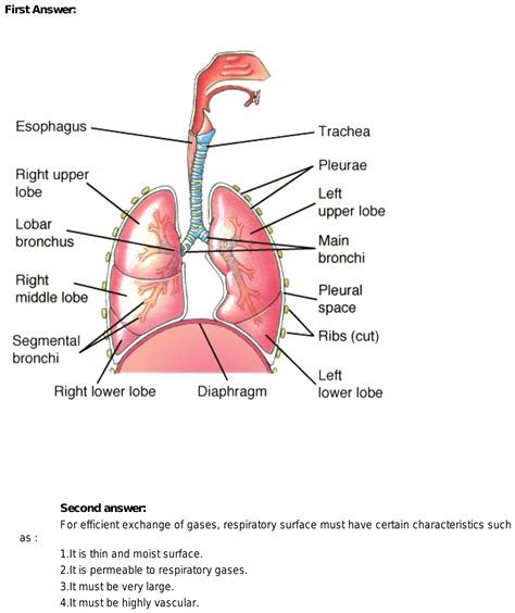 21. (i) Draw a diagram of respiratory system of human being and label the names of the parts ...