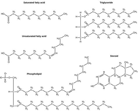 CH103 - Chapter 8: The Major Macromolecules - Chemistry