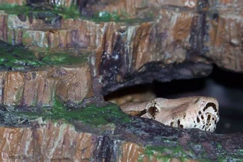 Leopard Gecko Hides: Cozy Habitat for Your Reptile 2024 Updated