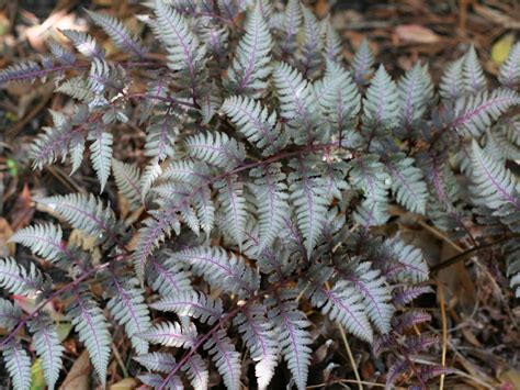 Ideas for Beautiful Fern Varieties for Your Shade Garden | HGTV