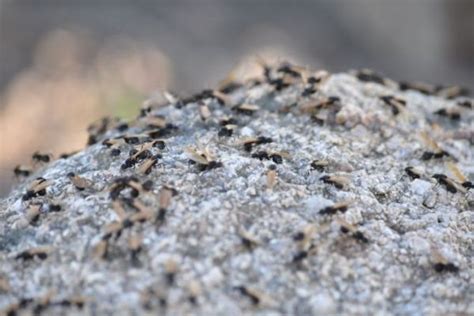 Flying Ants Infestation? You Need to Read This