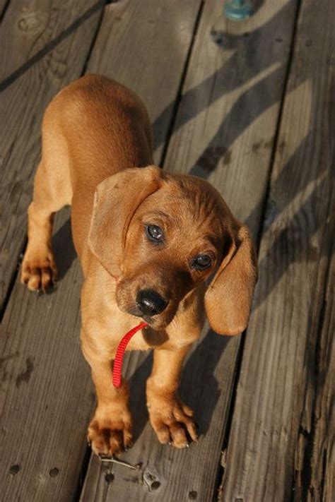 Redbone Coonhound Dog Breed Information, Images, Characteristics, Health