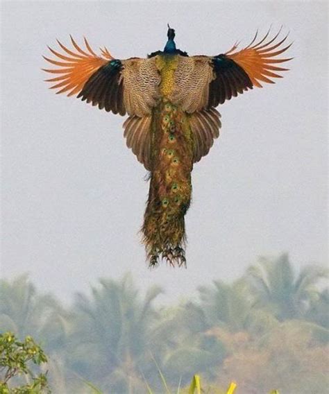 Peacock Wings Spread Spread your wings and fly | Reference | Pinterest | Peacock wings, Peacocks ...