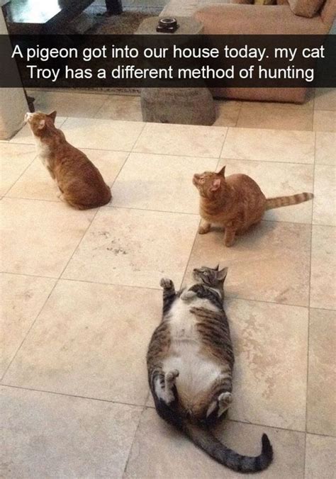 Best Fat Cat Memes - Funny Fat Cat Pictures with Quotes