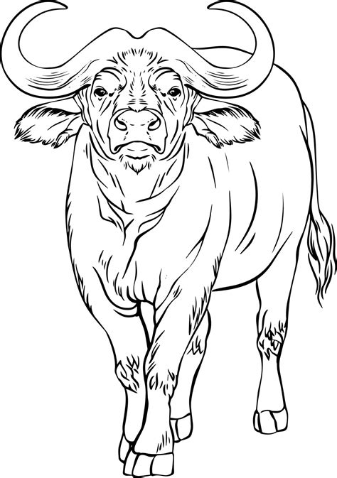 Buffalo sketch. Black and white vector drawing. For coloring and design books. 13926907 Vector ...