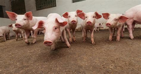 FDA approves first genetically modified pig for food and medical use