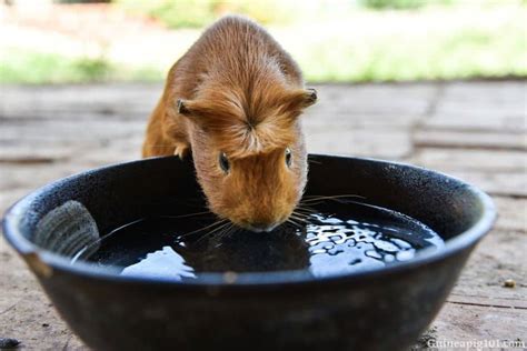 Why Is My Guinea Pig Not Drinking Water? (Reasons & What To Do)