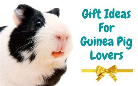 Best Healthy Guinea Pig Treats and Snacks (& What to Avoid)