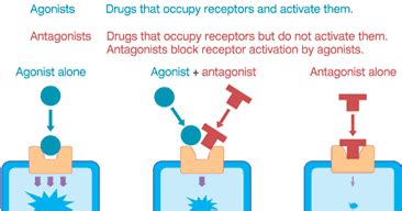 Agonist and antagonist