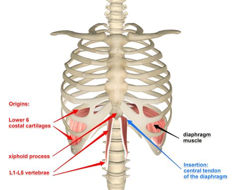 Diaphragm Muscle, Its Attachments and Actions - Yoganatomy