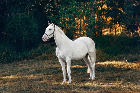 15 White Horse Breeds You Should Know - Seriously Equestrian