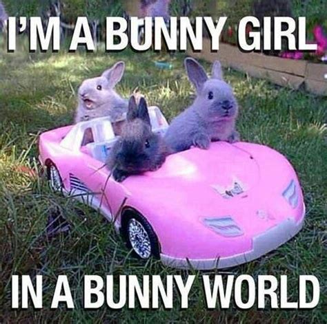 The 30 Best Bunny Rabbit Memes - Hop to Pop