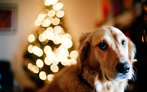 Dog Christmas Tree Lights New Year wallpaper | 1680x1050 | #12682