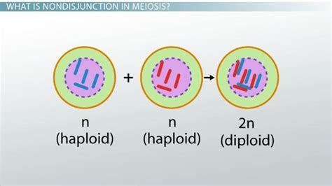 Mitosis and meiosis quiz campbell