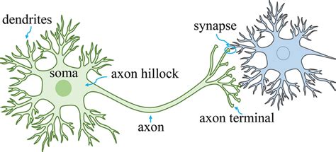 Diagram of neuron and synapse. Information transfer occurs at the... | Download Scientific Diagram