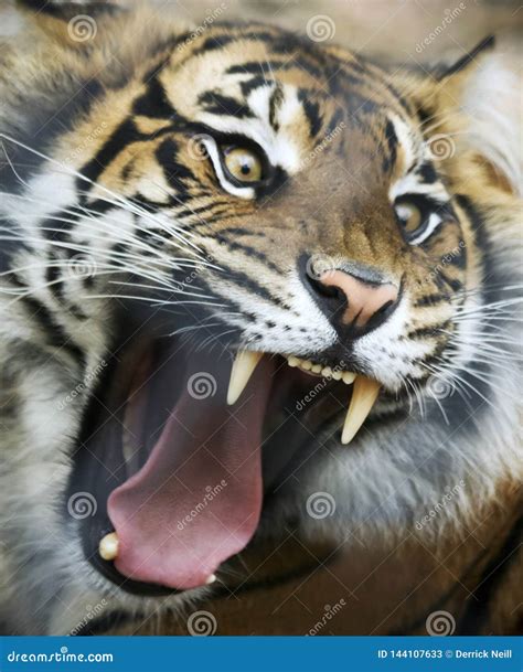 Angry Tiger Stock Photography | CartoonDealer.com #165102146