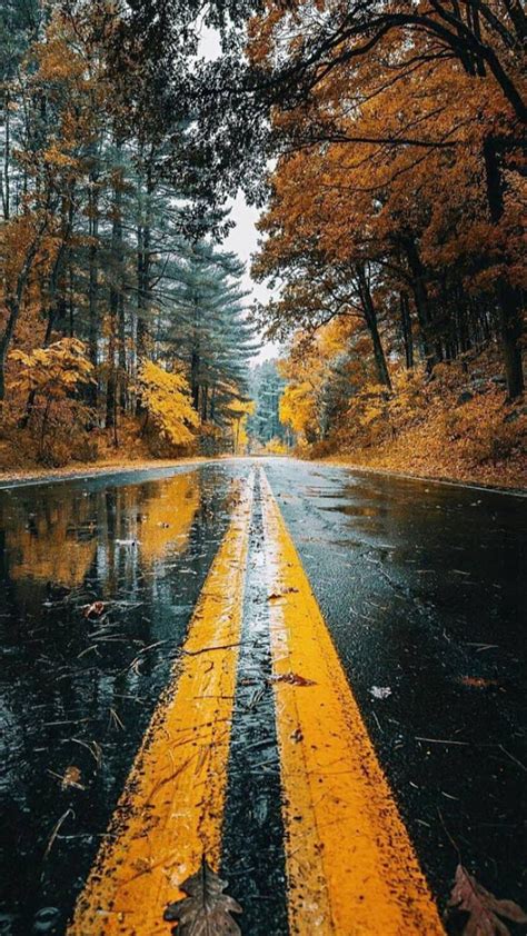 Autumn, fall nature, nature, fall, autumn, autumn road, road, beautiful autumn, HD phone ...