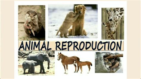 Reproduction In Animals