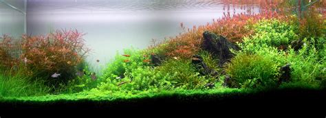 Planted Aquarium Wallpapers? - The Planted Tank Forum