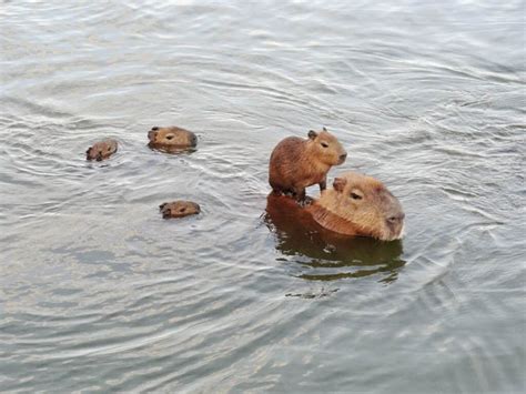 Are Capybaras Friendly or Dangerous? - A-Z Animals