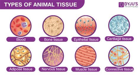 Connective Tissue Examples In The Human Body