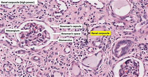 Histology Of The Kidney