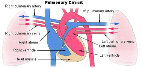 Difference Between Pulmonary and Systemic Circulation | Definition, Circulation Pathway, Importance