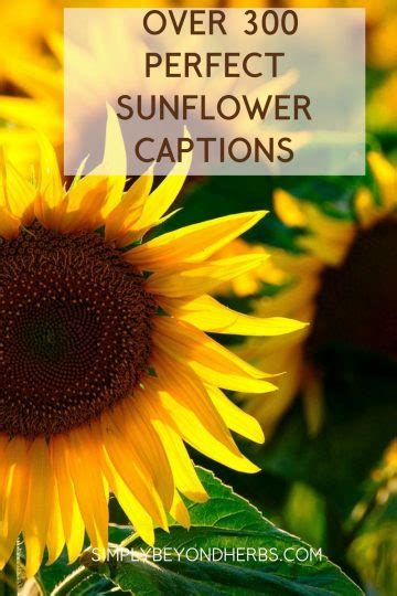 Over 300 perfect Sunflower Captions for Instagram to Brighten - SimplyBeyondHerbs