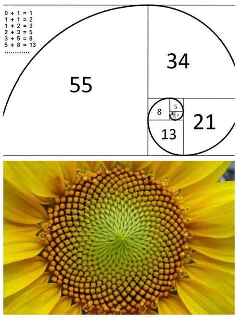 Sunflower Fibonacci