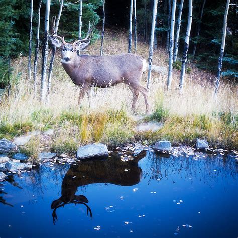 Reflection Of A Deer Photograph by Beth Riser