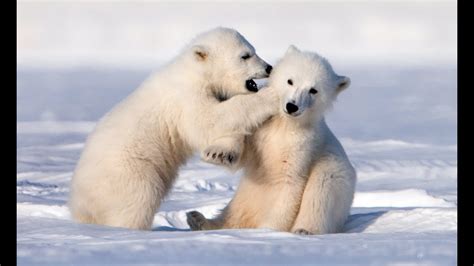 Cute Polar Bear Cubs Go Sledging | OGN Daily