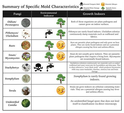 Types of Mold | Miami Mold Specialists | Miami Mold