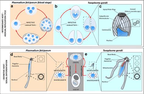 Life cycle and microtubule-based structures of apicomplexa. a–e... | Download Scientific Diagram